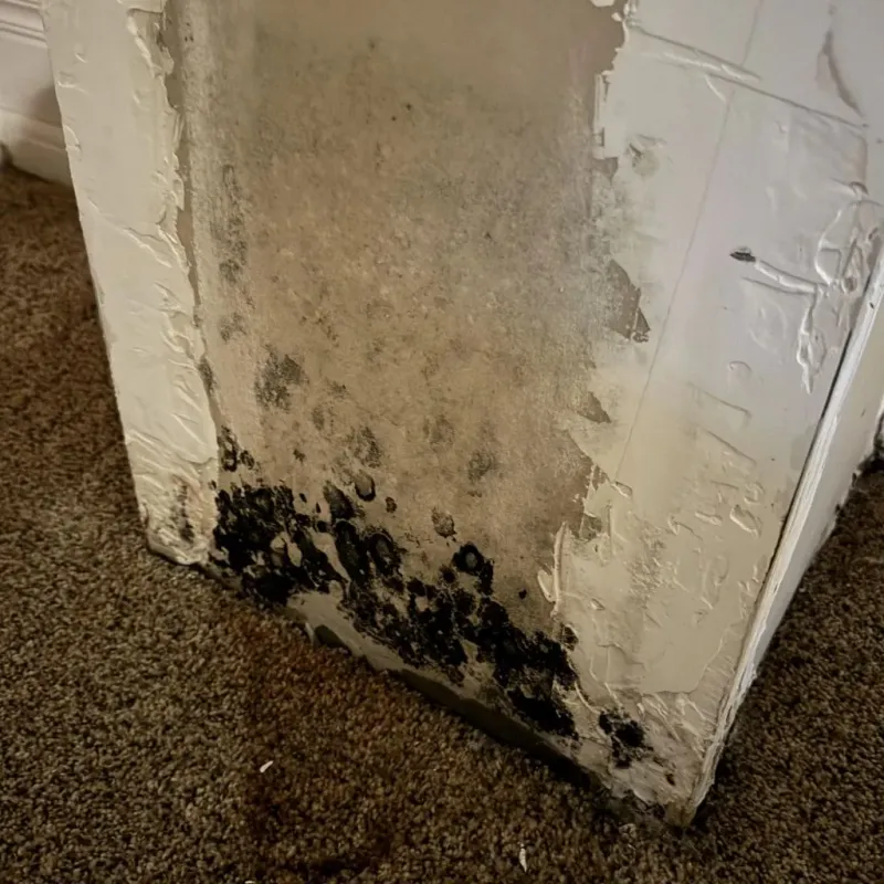 Professional Mold Removal in Belville, NC